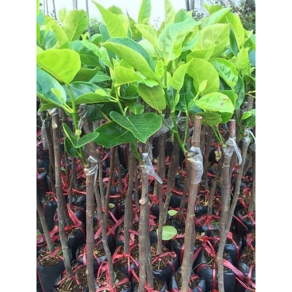 Cây Mít Thái Siêu Sớm