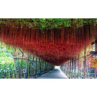 Hạt Giống Cây dây leo Dây liêm hồ đằng, dây tơ hồng thái 10 hạt