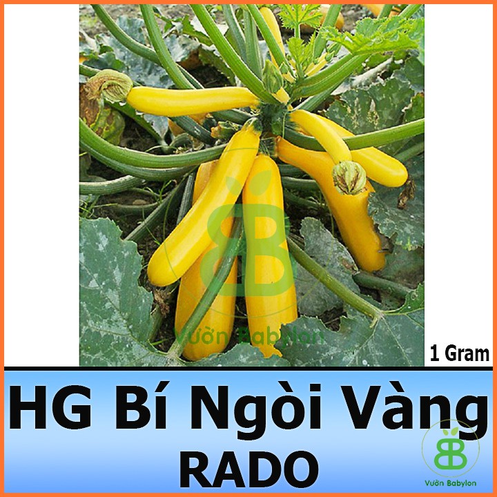 Hạt Giống Bí Ngòi Vàng (Bí Ngồi) F1 Dễ Trồng, Năng Suất Cao 1gr