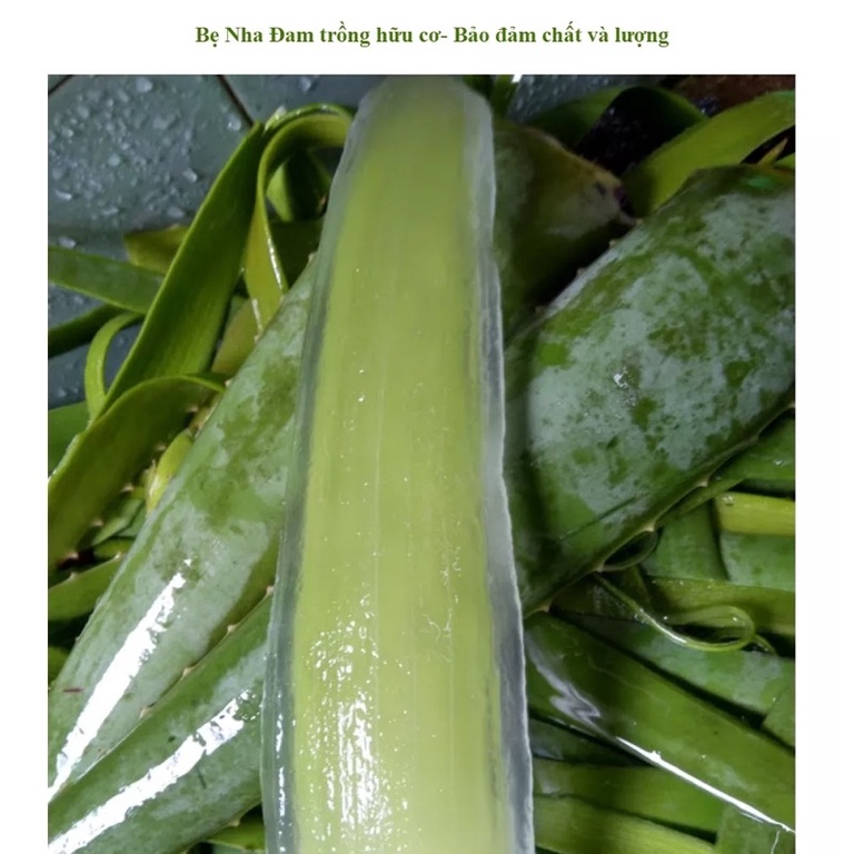 1 kg Bẹ/ lá nha đam Mỹ siêu to