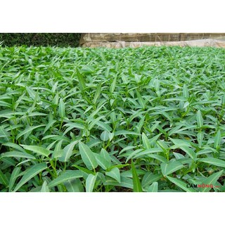 HẠT GIỐNG RAU MUỐNG