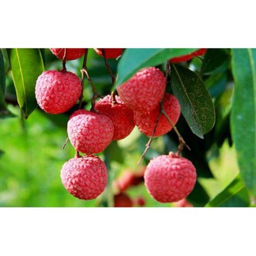 Cây Giống Vải Thiều Hạt Siêu Bé Cùi Siêu Dày .