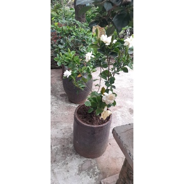 Cây Bạch Thiên Hương, hoa thơm ngát, cây to y như hình