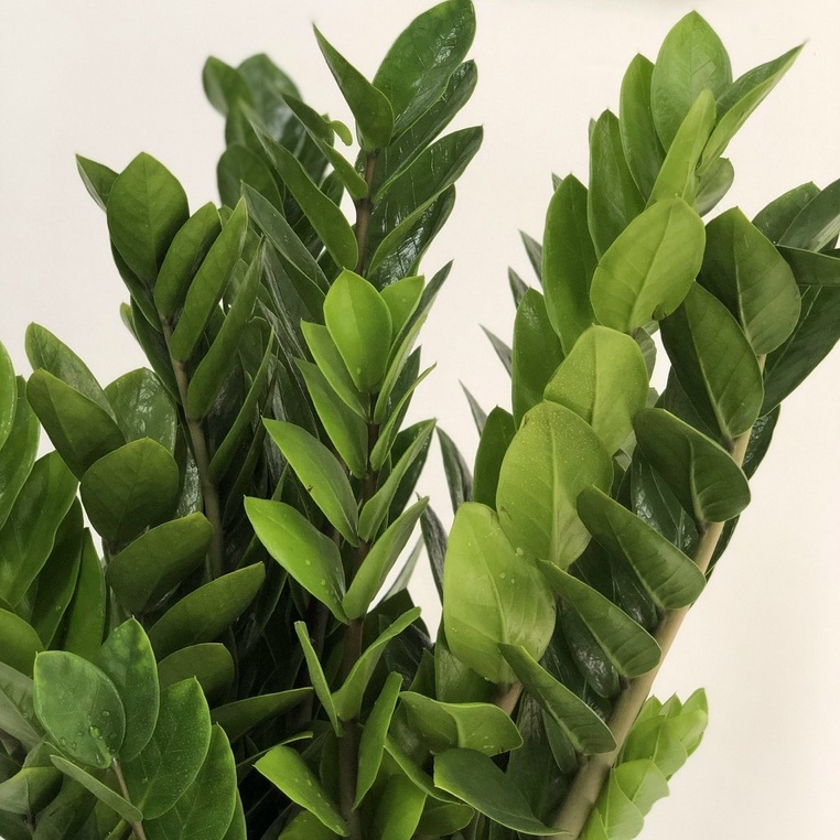 Cây Kim Tiền nội thất lớn loại cây phong thủy được ưa chuộng dễ chăm sóc