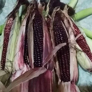 Hạt giống Bắp nếp tím Thái Lan