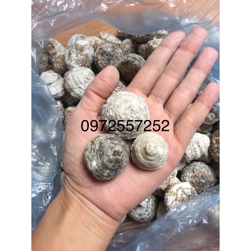 Men ngọt (men mốc) ủ gạo nếp làm cơm rượu cẩm men thuốc bắc | BigBuy360 - bigbuy360.vn