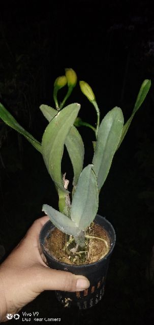 Hoa lan Catleya mini màu vàng