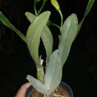 Hoa lan Catleya mini màu vàng