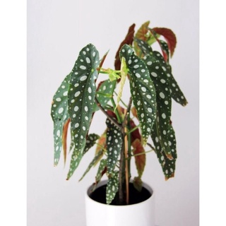 Cây thu hải đường lá chấm, cây kiểng lá begonia maculata