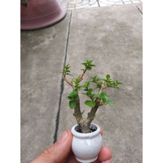 Sam hương mini Bonsai