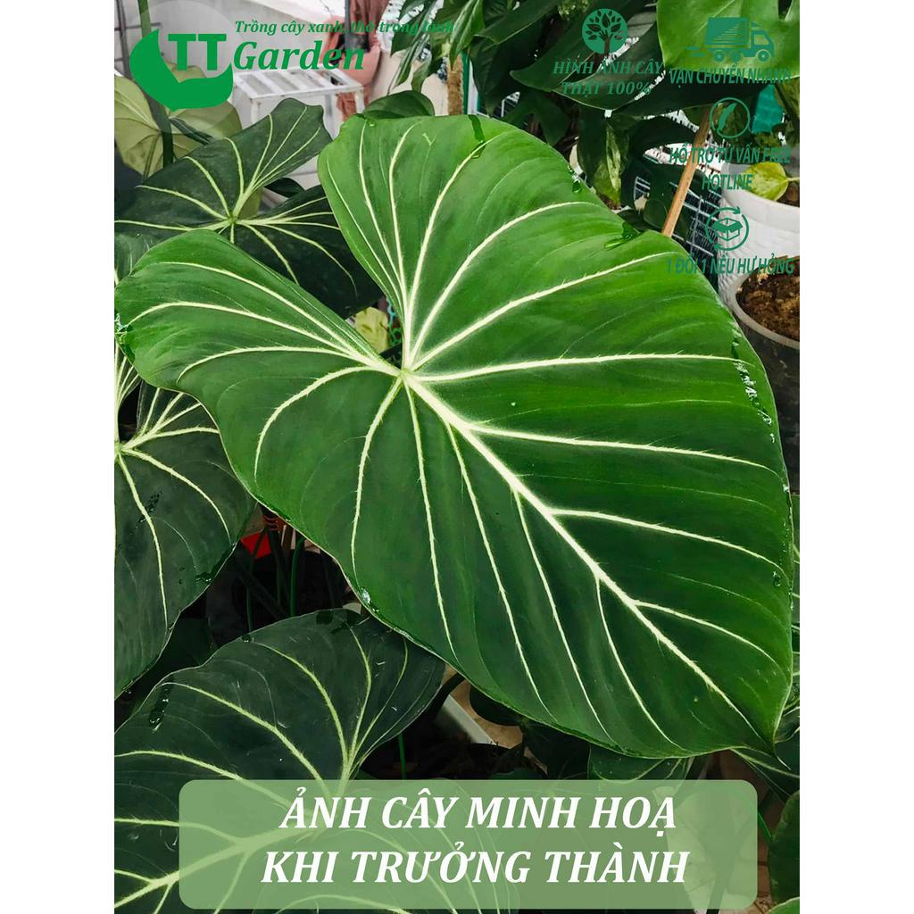Philodendron Glorisosum cây giống đẹp, trồng trong nhà, trồng ngoài trời, trồng sân vườn, decor trang trí sân vườn