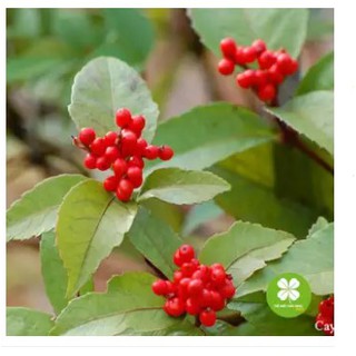 Cây sói rừng (1kg khô) - LCS061