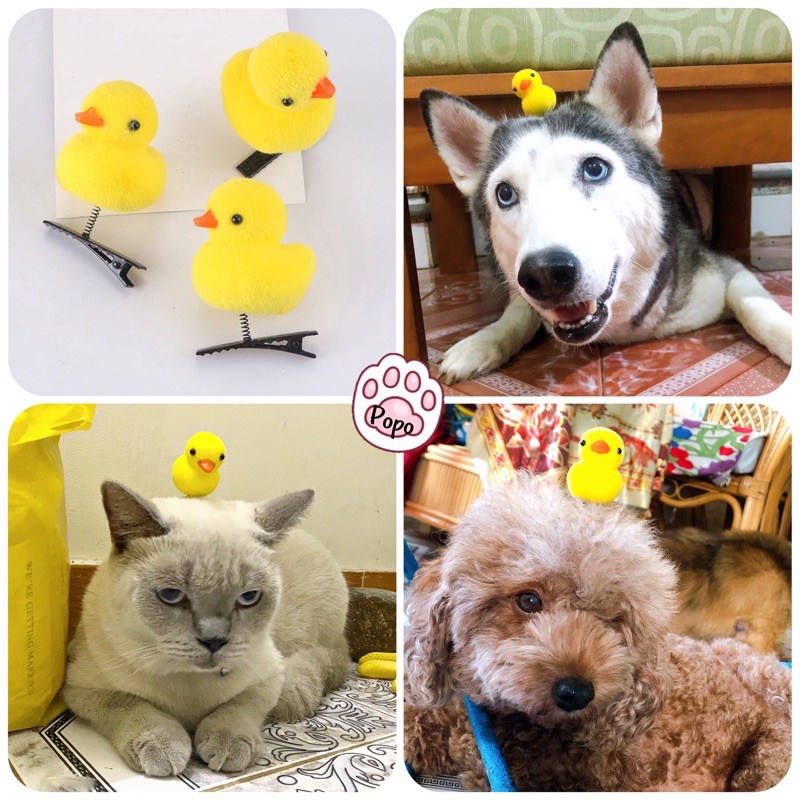 🐥 Kẹp Gà con , Vịt con cute cho chó mèo thú cưng
