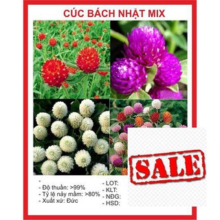 Gói 50 hạt giống cúc bách nhật mix màu SALE