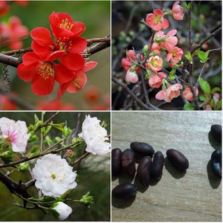 Hạt giống mai trung quốc nhiều màu - 5 hạt (Kèm kích thích hạt nảy mầm)