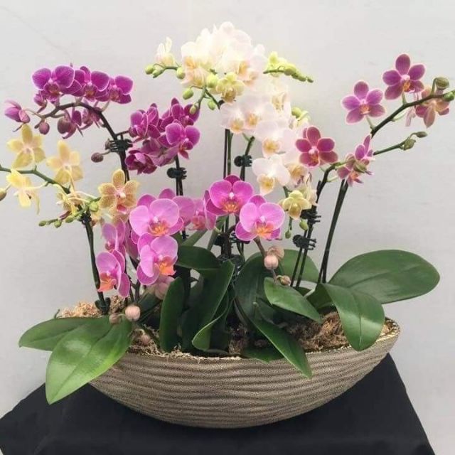 HOA LAN HỒ ĐIÊP-NỮ HOÀNG CỦA CÁC LOÀI HOA (ảnh thật ở cuối)