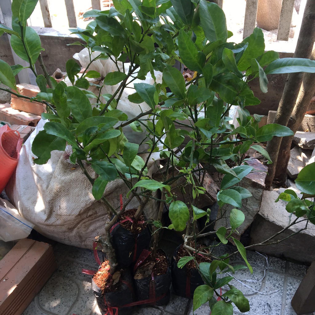 Cây chanh chanh tứ quý, cây chanh bốn mùa, cây đẹp ra quả sau 2 tháng