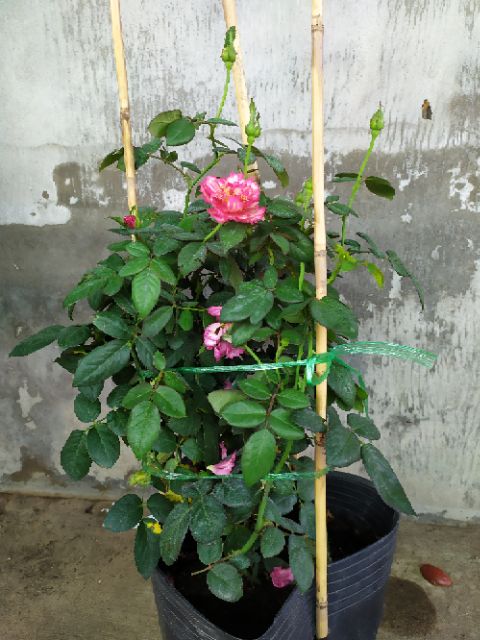 Hồng ngoại Ligare 230 (hồng bụi)