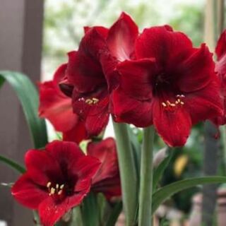 Lan huệ nội đỏ nhung