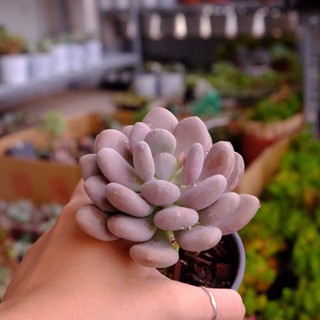 (PURPLE MOONSTONE) SỎI MẬP TÍM LỚN
