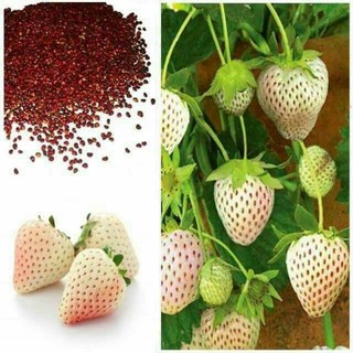 Hạt giống dâu bạch tuyết 50 hạt