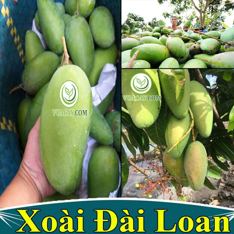 Xoài Đài Loan.