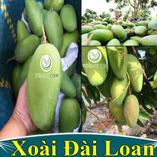Xoài Đài Loan.