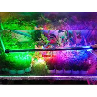 Đèn led chìm nước hồ cá