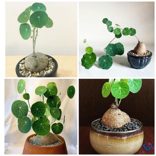 Củ bình vôi Thái (củ bình vôi, cây bình vôi)
