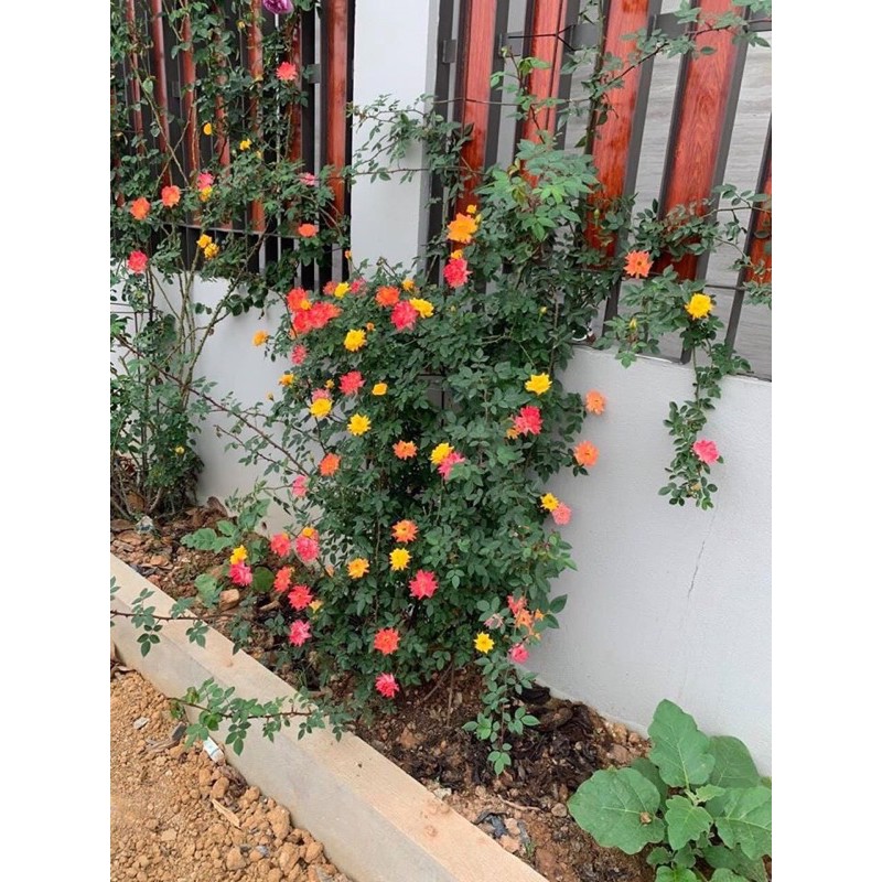 COMBO 5 CÂY HỒNG LEO ĐỦ MÀU ĐÃ KÍCH RỄ KÍCH MẦM SẴN