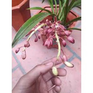COMBO 2 THÂN ĐỊA lan kiếm ĐỎ tây bắc, hoa đẹp, thơm dể sống, dễ thuần
