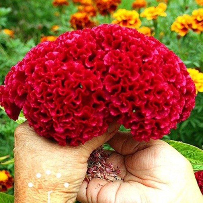 Hạt giống Mào gà búa nhập thái lan nguyên gói 120 hạt