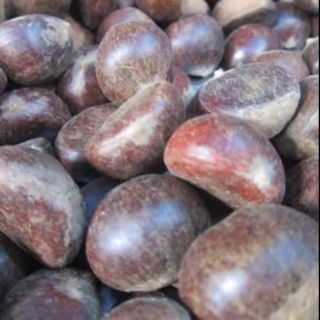 Hạt dẻ Trùng Khánh