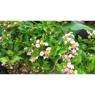 Cây hồng ngọc mai - Cây sơ-ri Thái