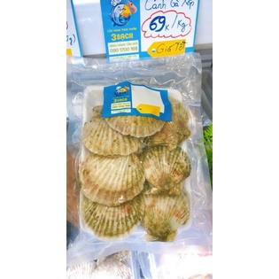 1KG Sò Điệp Nhật Loại To  Thực Phẩm 3 Sạch