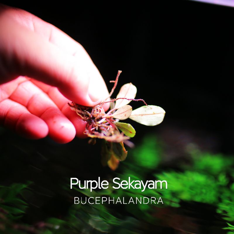 Purple Sekayam | Cây thủy sinh siêu tím | Hàng ngọn | lá cạn