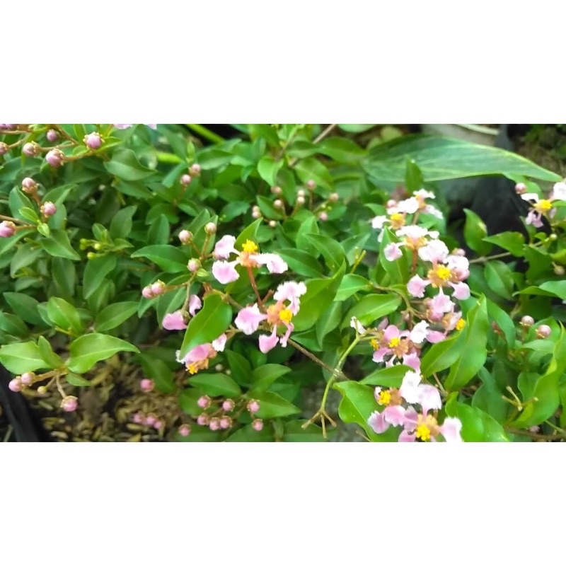 Cây Hồng Ngọc mai/ Cây sơ ri thái