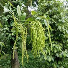 Cây giống Tiêu Chùm Thekken.