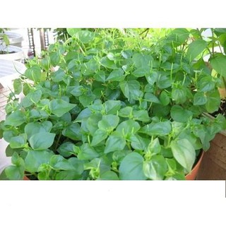 Hạt Giống Rau Càng Cua 0.5gr
