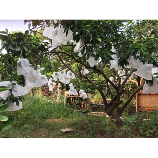 Túi bao trái cây Ánh Dương phòng ruồi vàng đục quả, túi bọc ổi, na, cam, xoài, bưởi, bầu, bí, mướp