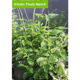 Cây cỏ đuôi chuột tươi xanh sạch