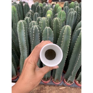 Bình đựng rượu sake - decor trang trí- gốm sứ Nhật