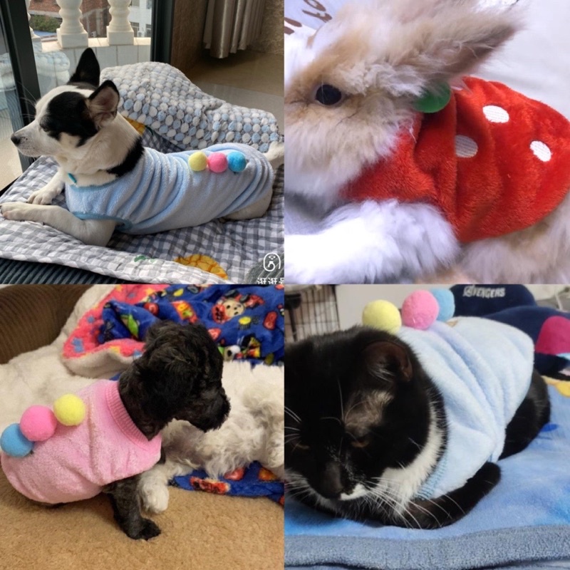 Áo nỉ lông hình kem, dâu, doreamon cho thú cưng