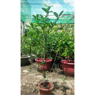cây cherry brazil chịu nhiệt sắp ra bông ra trái