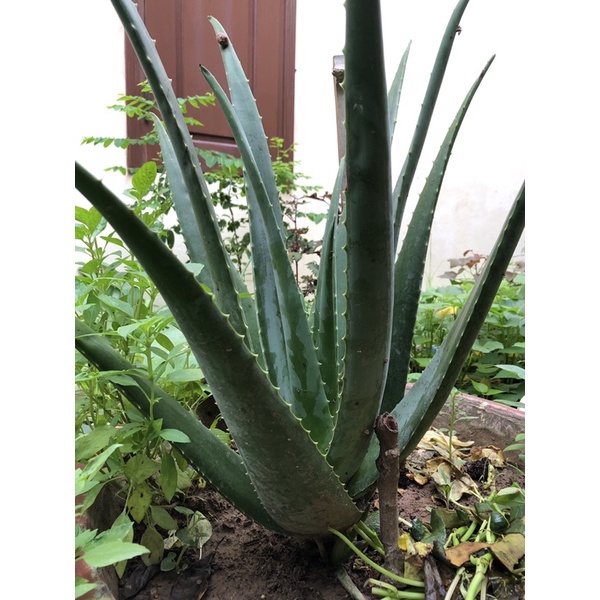Sỉ sll 4 cây giống nha đam mỹ khổng lồ cây size trung 20-30cm