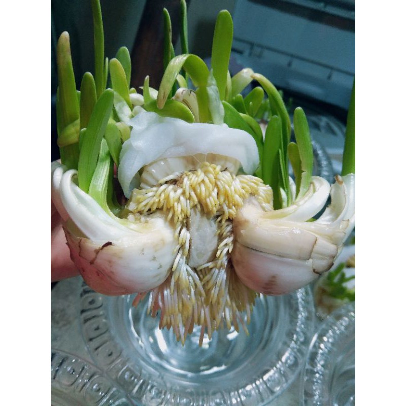 1 Củ hoa Thủy Tiên size Đặc đại hoàng loại thùng 30 củ