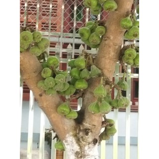 Cây vả mật giống quả to
