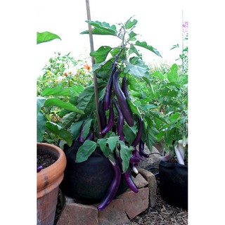 Hạt giống cà tím siêu dài Đài Loan ( Gói 0.3gram ) - Knseeds4