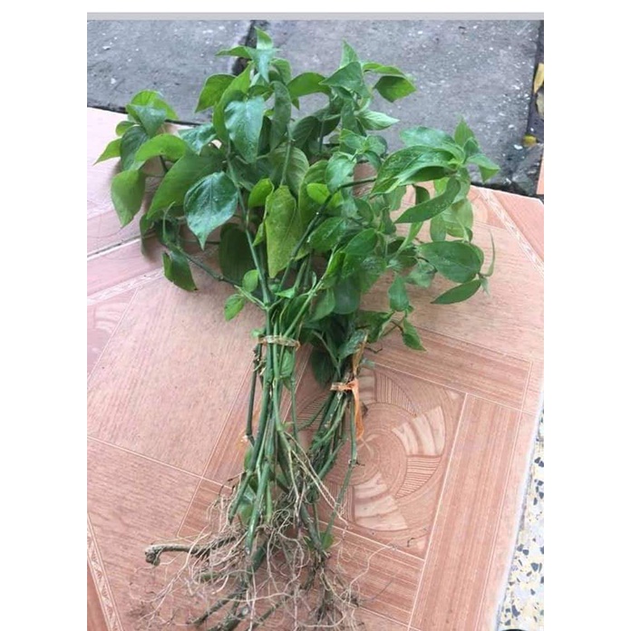 Lá cẩm nấu xôi