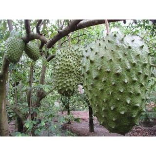 Cây giống mãng cầu xiêm thái lan. .
